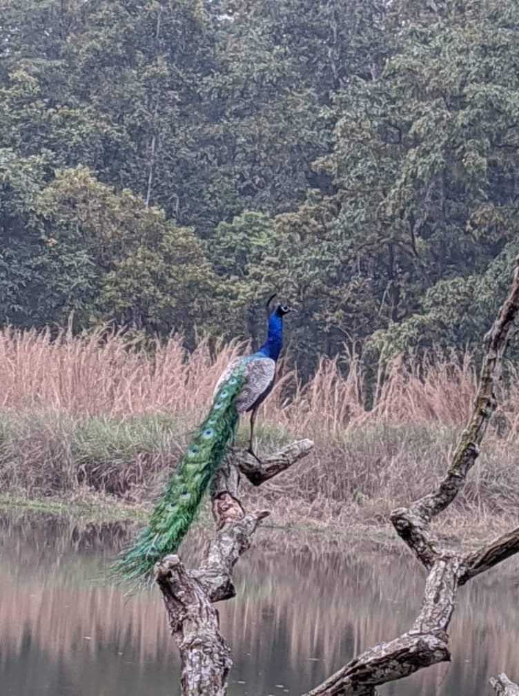 Jungle Safari in Chitwan