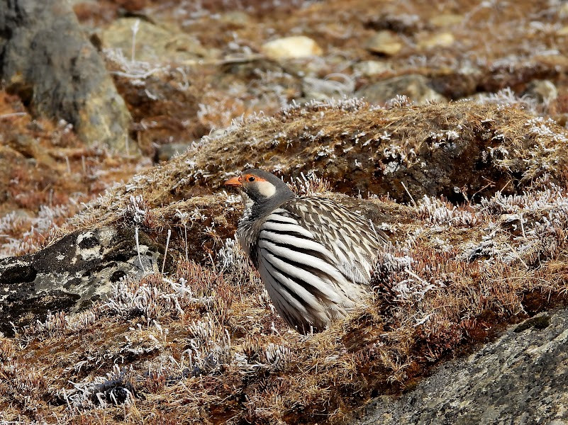Upper Dolpo Trek- The Hidden Gem of Nepal