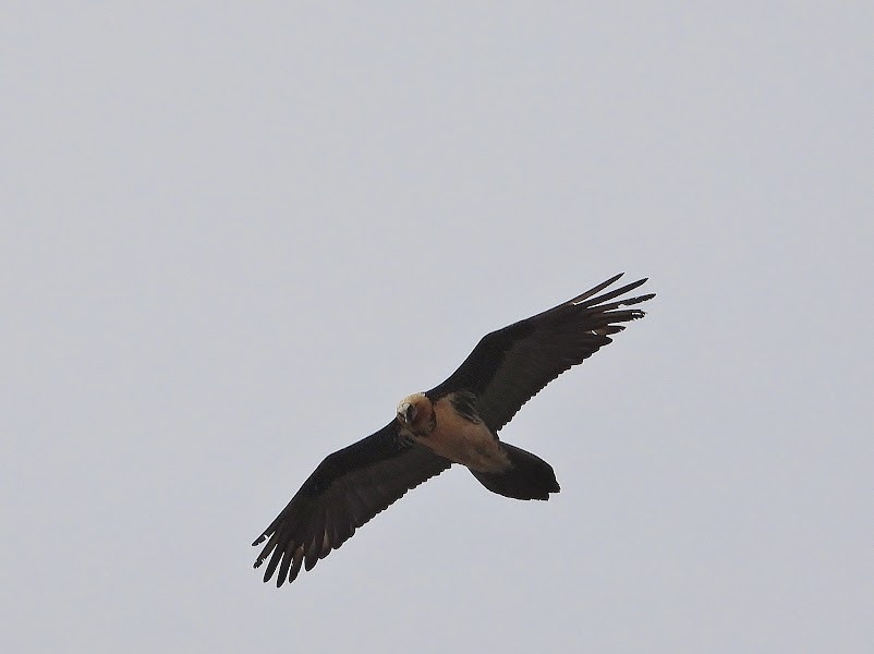 Annapurna Circuit Trek